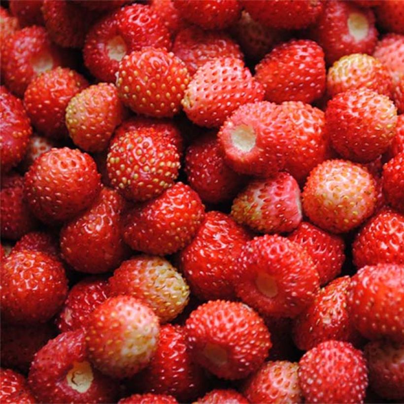 Fraisier Reine des Vallées - Fraise des bois (Récolte)