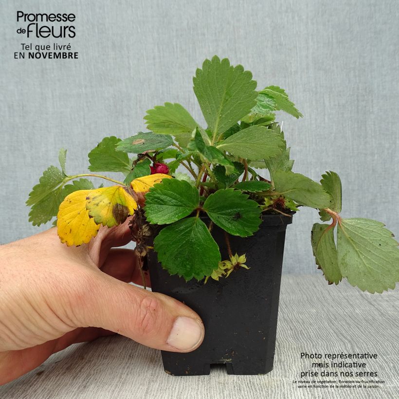 Spécimen de Fraisier rose - Fragaria Pink Panda Godet de 8/9 cm tel que livré en automne