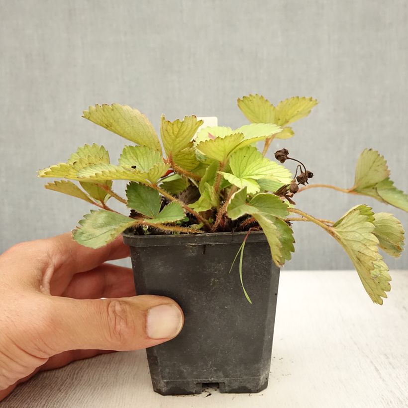 Spécimen de Fraisier rose - Fragaria Pink Panda Godet de 8/9 cm tel que livré en été