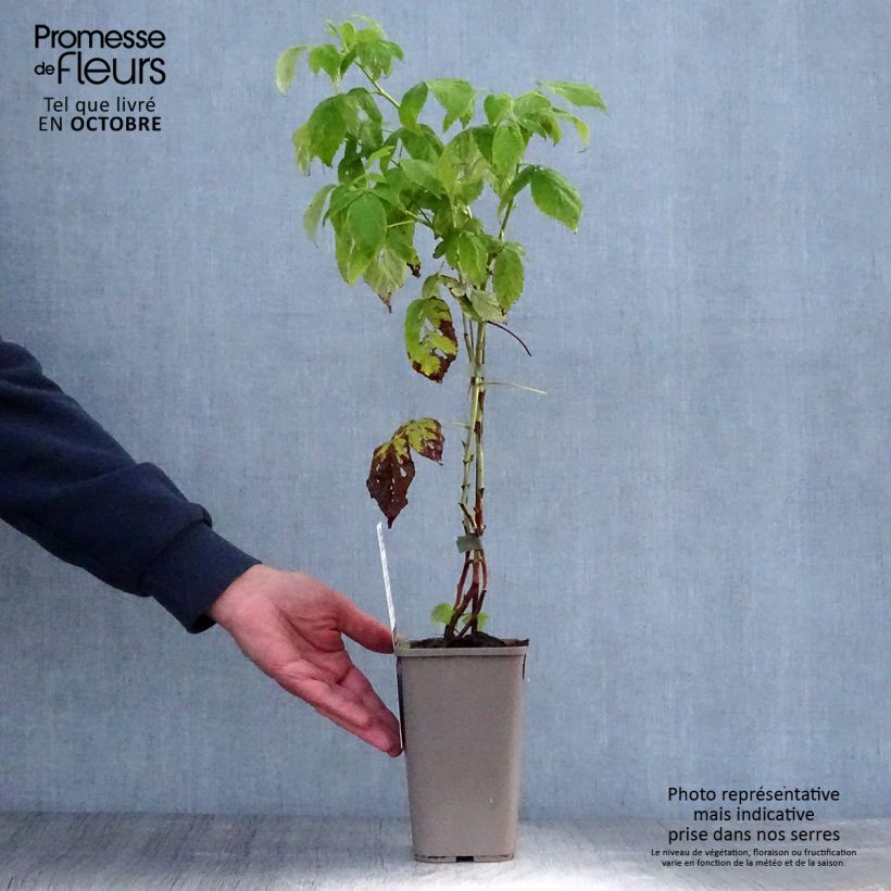 Spécimen de Framboisier Autumn Amber (remontant) Pot de 1,5L/2L, Touffe tel que livré en automne