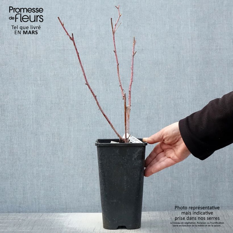 Spécimen de Framboisier Autumn Passion ® (remontant) - Rubus idaeus tel que livré au printemps