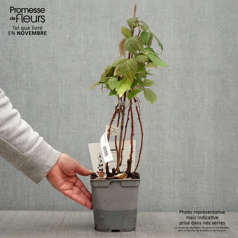 Spécimen de Framboisier Belle de Malicorne - Georges Delbard Pot de 2L/3L, Touffe tel que livré en automne