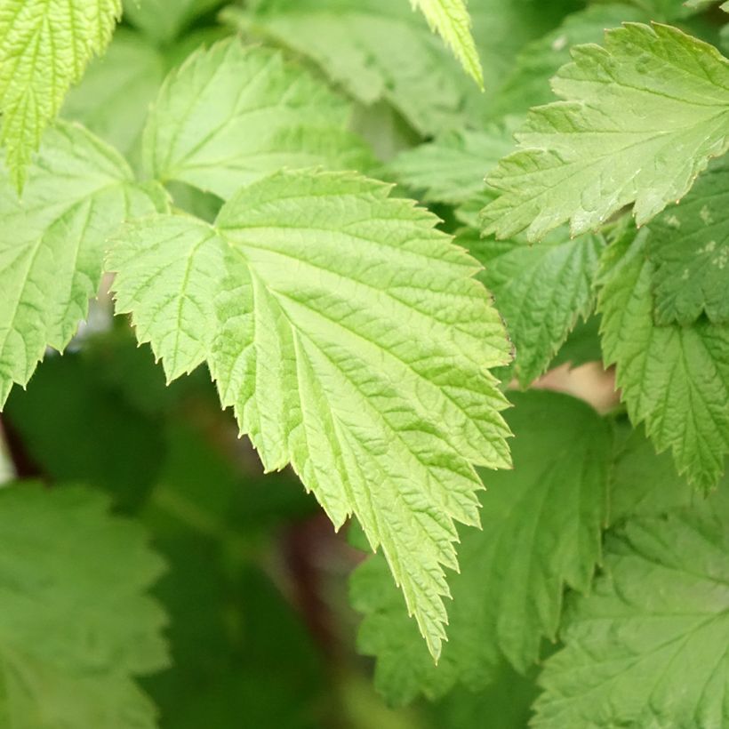 Framboisier Black Jewel - Rubus occidentalis (Feuillage)