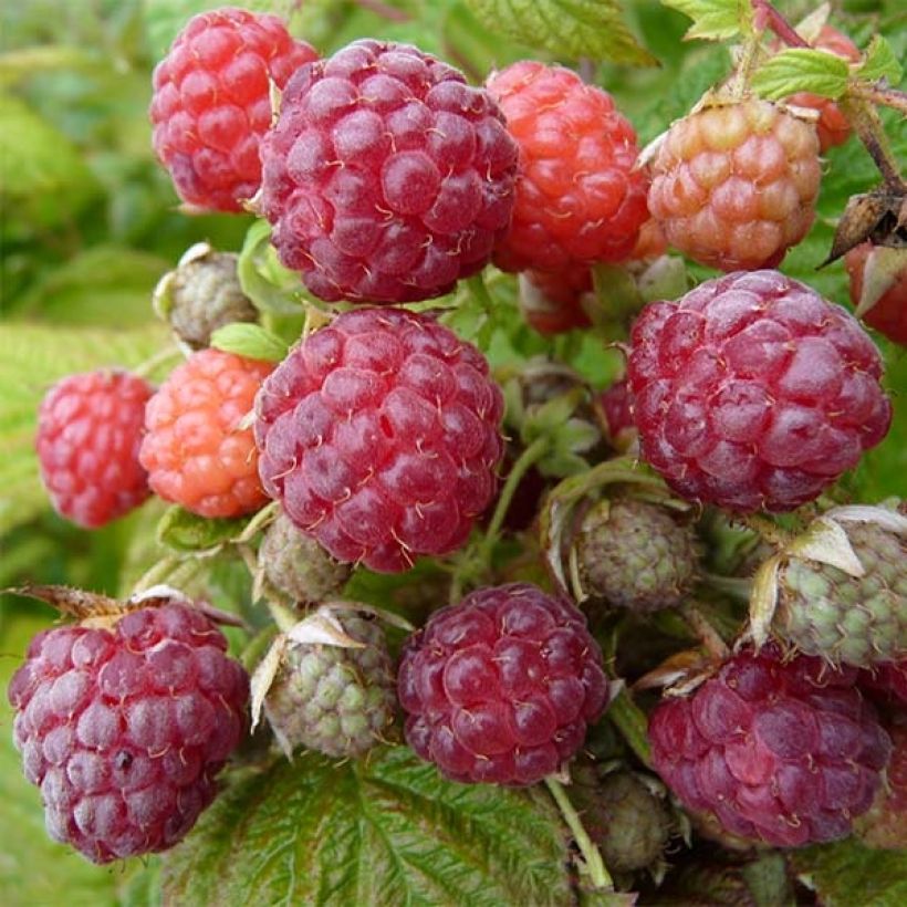 Framboisier remontant Blissy ou Autumn Bliss - Rubus ideaus (Récolte)