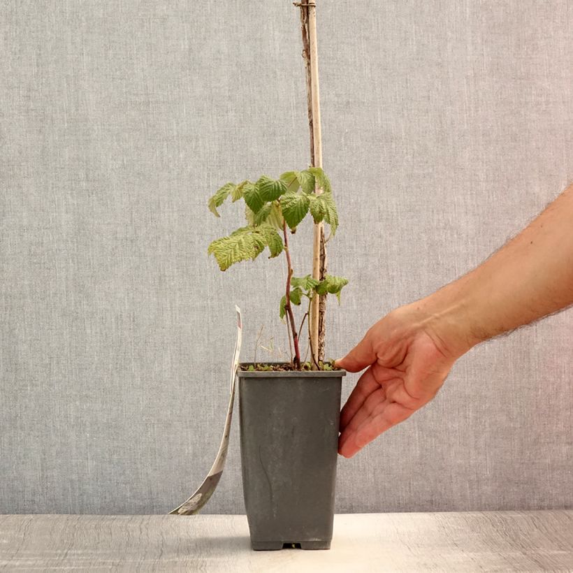 Spécimen de Framboisier remontant Blissy ou Autumn Bliss - Rubus ideaus Pot de 1,5L/2L, Touffe tel que livré en été