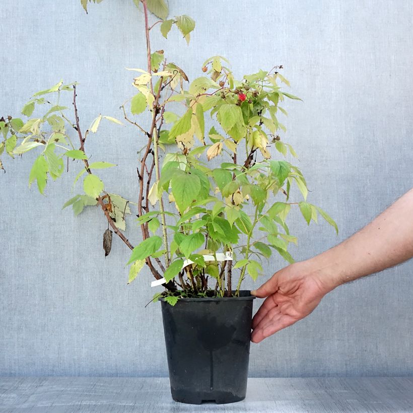 Spécimen de Framboisier remontant Blissy ou Autumn Bliss - Rubus ideaus Pot de 3L/4L tel que livré en été