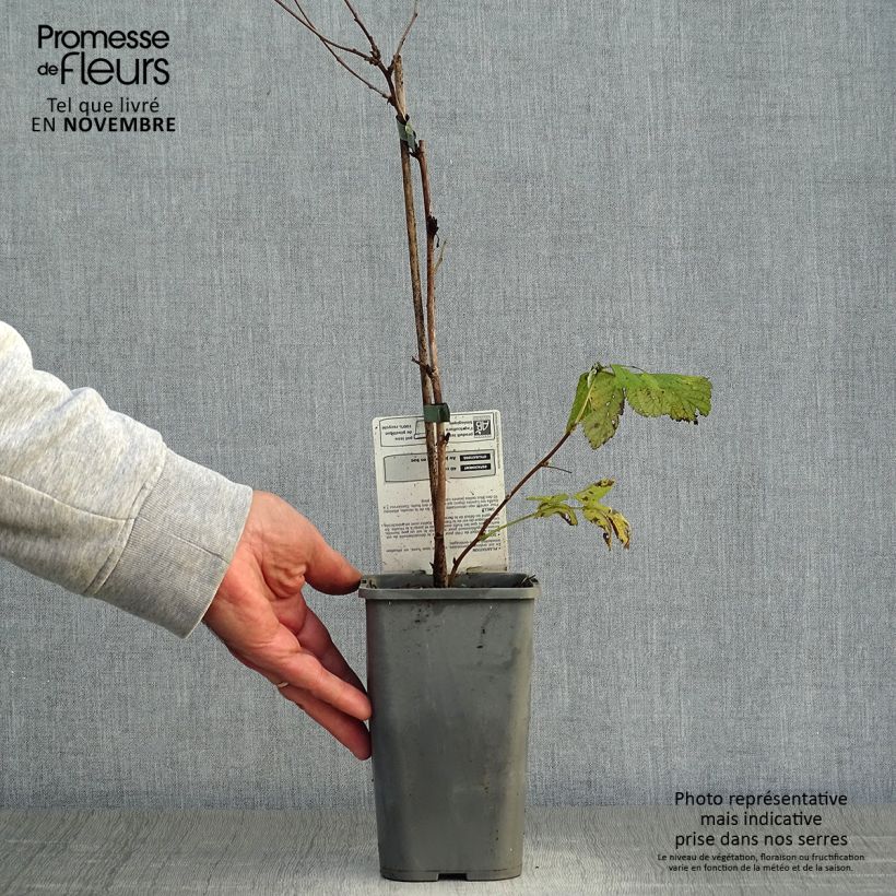 Spécimen de Framboisier Glen Ample (non remontant) Bio Pot de 1L/1,5L, Touffe tel que livré en automne