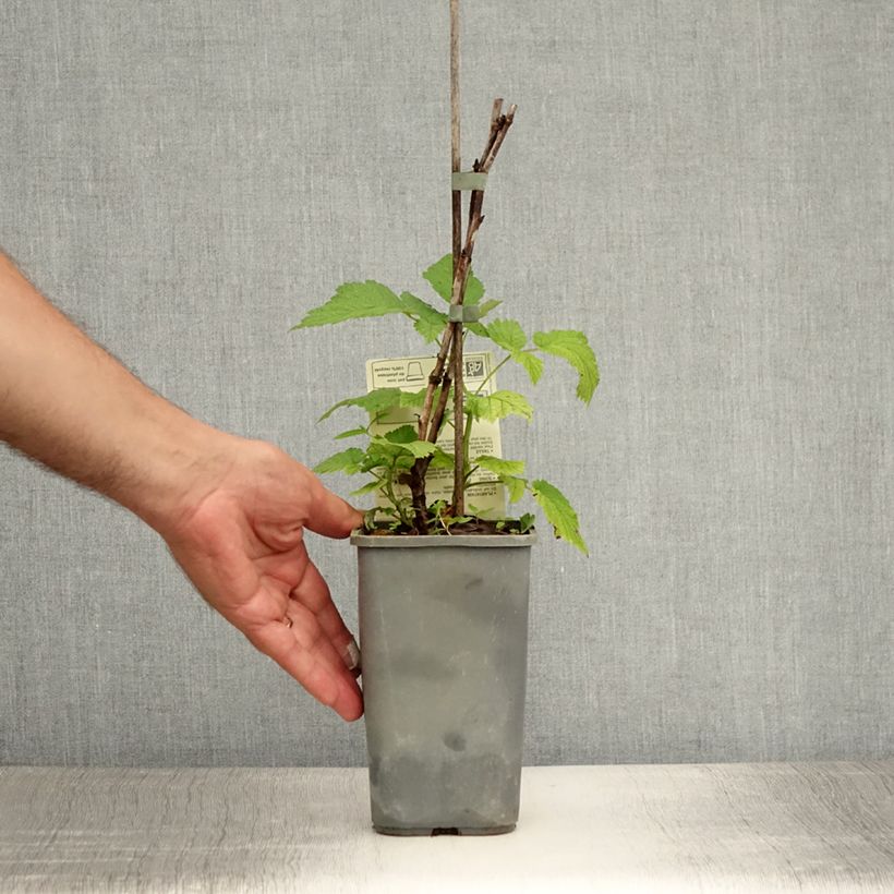 Spécimen de Framboisier Glen Ample (non remontant) Bio Pot de 1L/1,5L, Touffe tel que livré en été