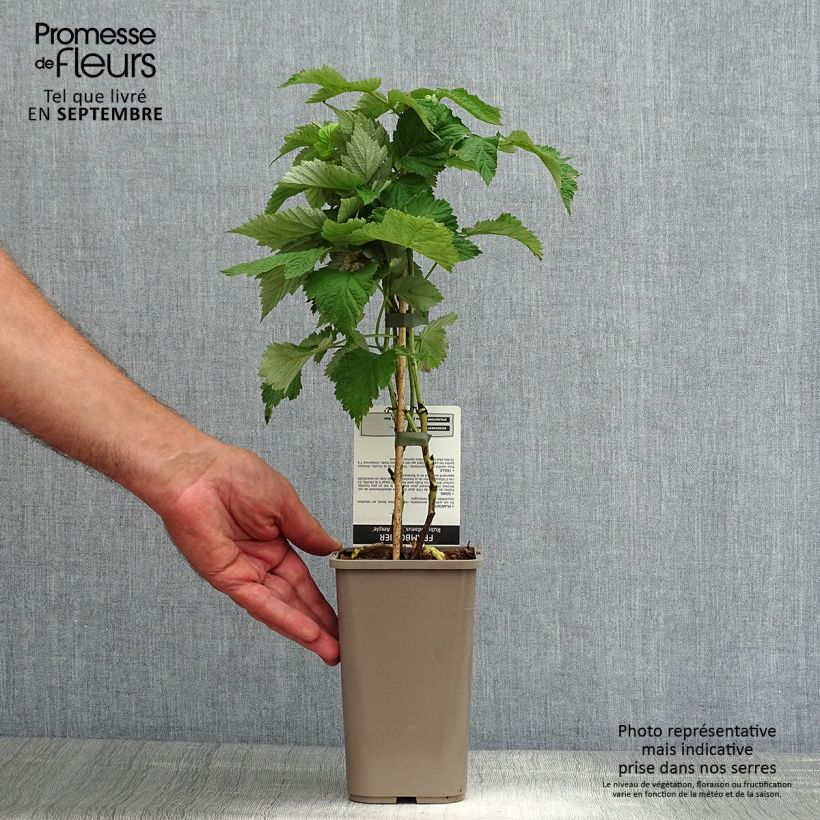 Spécimen de Framboisier Glen Ample sans épines (non remontant)  Pot de 1,5L/2L, Touffe tel que livré en été