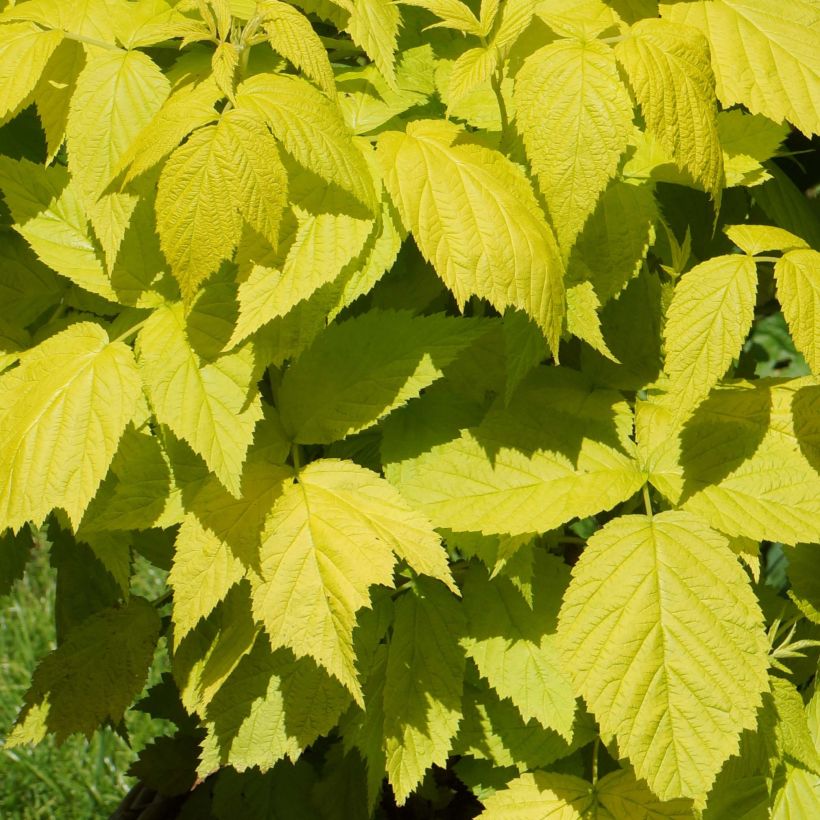 Framboisier Groovy - Rubus idaeus (Feuillage)