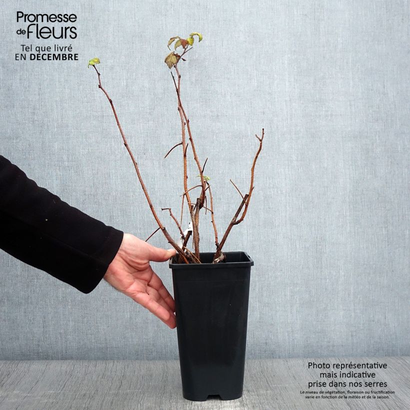 Spécimen de Framboisier Groovy - Rubus idaeus Pot de 12 cm / 13 cm, Touffe, 25/30 tel que livré en automne