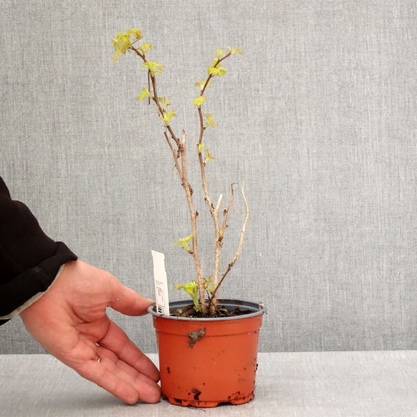 Spécimen de Framboisier Groovy - Rubus idaeus en godet de 12 cm tel que livré au printemps