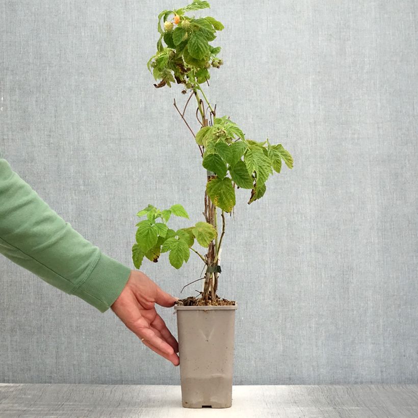 Spécimen de Framboisier nain Lowberry Little Orangelina - Rubus idaeus Pot de 1,5L/2L tel que livré en été