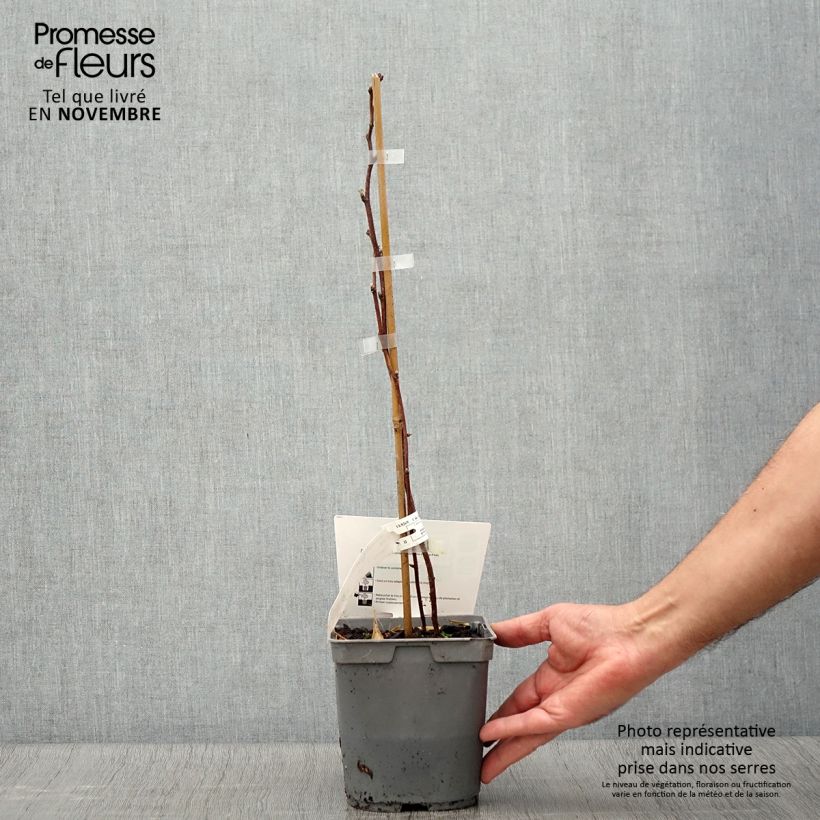 Spécimen de Framboisier Magnific Delbard - Georges Delbard Pot de 2L/3L, Touffe tel que livré en automne