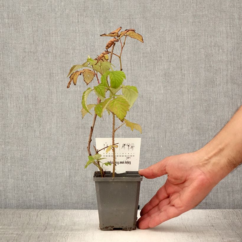 Spécimen de Framboisier Malling Promise (non remontant) Godet de 8/9 cm tel que livré en été