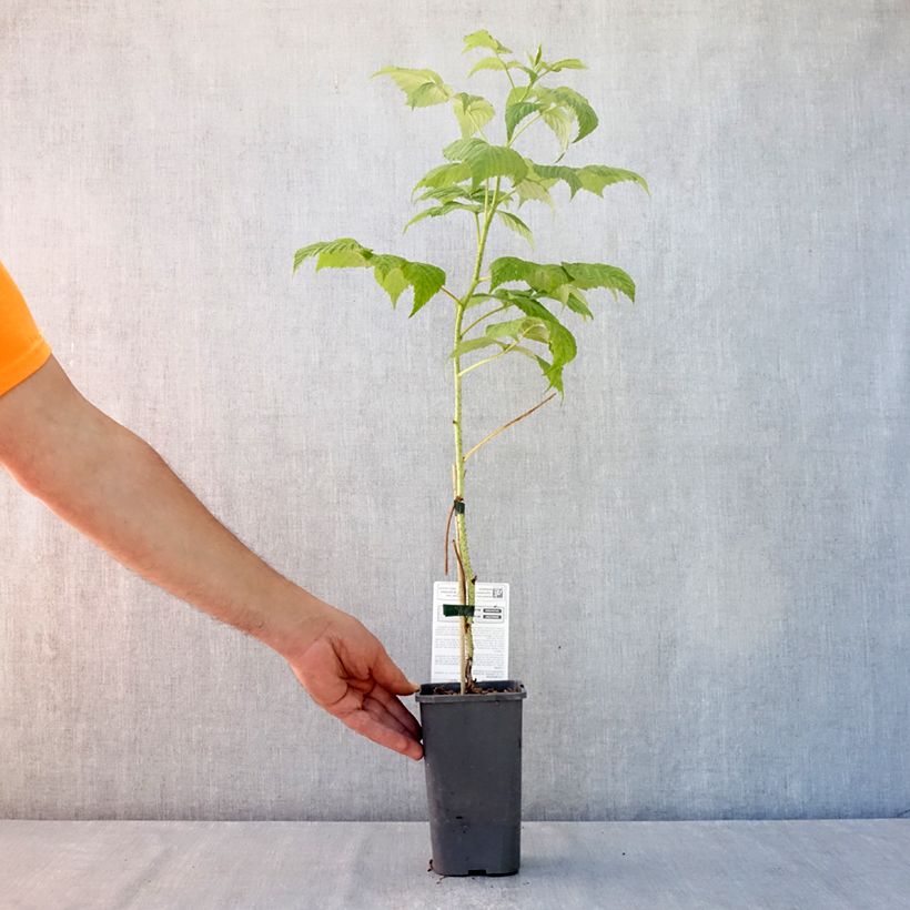 Spécimen de Framboisier Marastar Bio Pot de 1,5L/2L, Touffe tel que livré en été