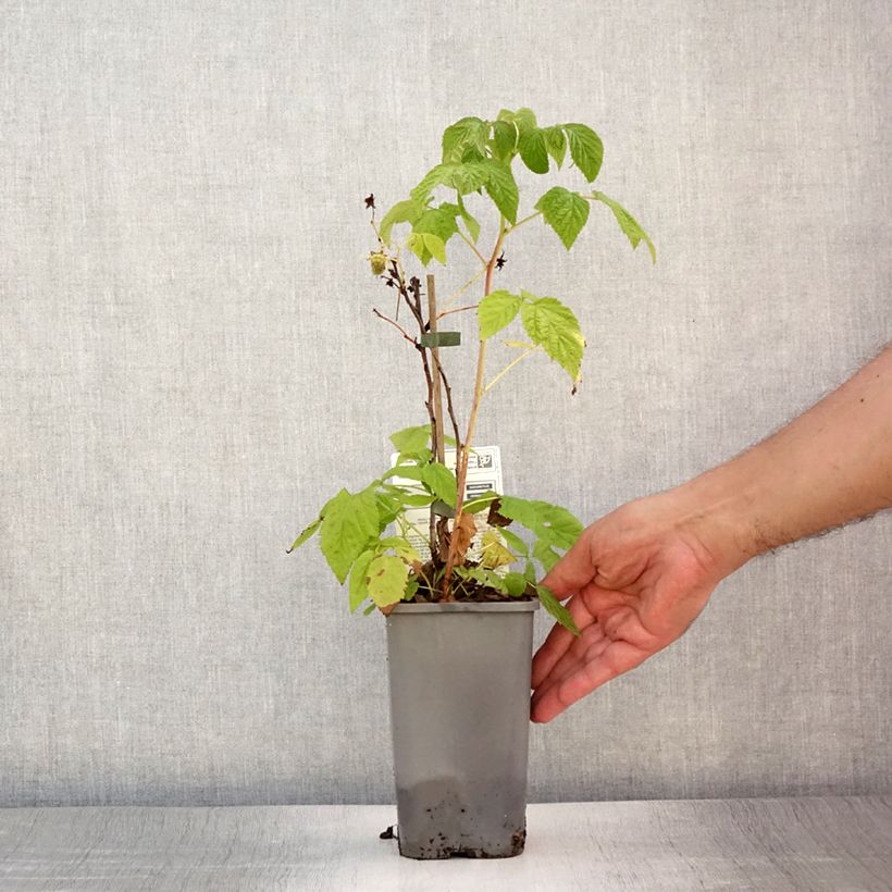 Spécimen de Framboisier nain Little Sweet Sister Bio Pot de 1,5L/2L, Touffe tel que livré en été