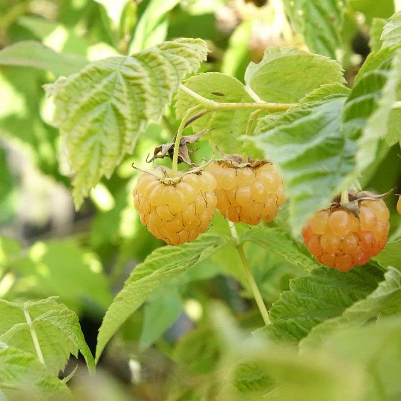 Framboisier nain Lowberry Little Orangelina - Rubus idaeus (Récolte)