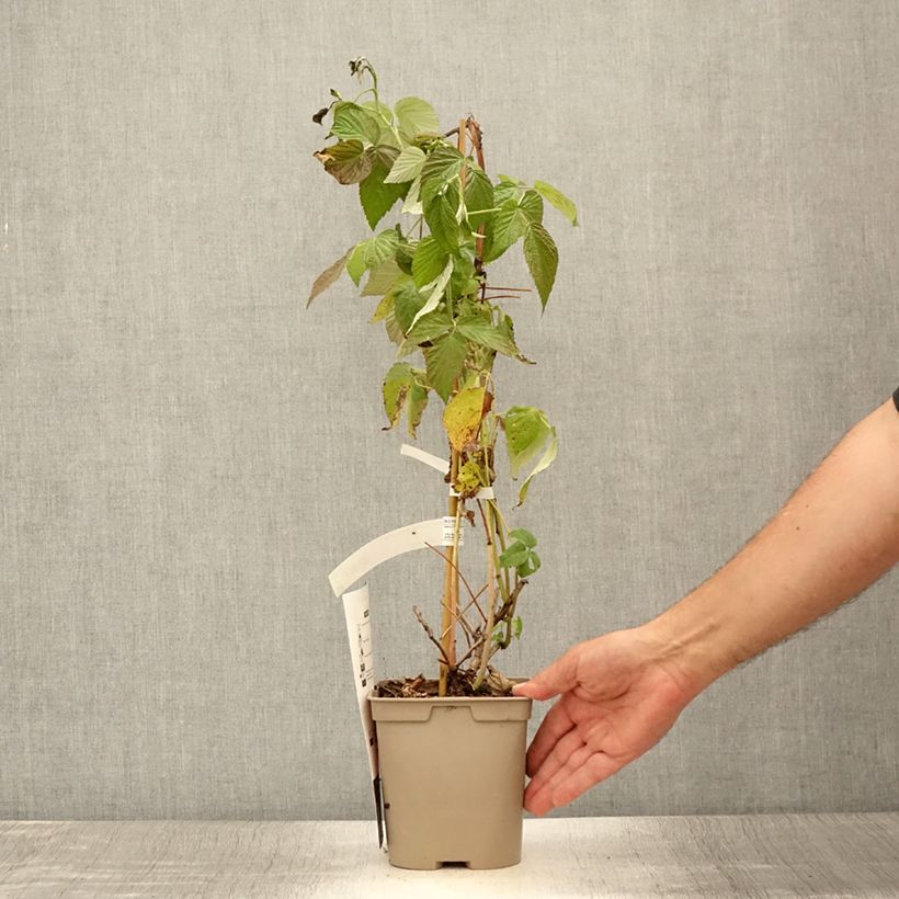 Spécimen de Framboisier nain remontant Autumn Belle - Rubus idaeus Pot de 2L/3L tel que livré en été