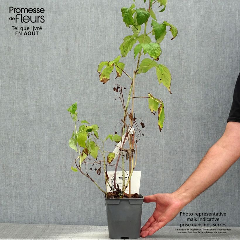 Spécimen de Framboisier nain remontant Bella Aromatica - Rubus idaeus  Pot de 2L/3L tel que livré en été