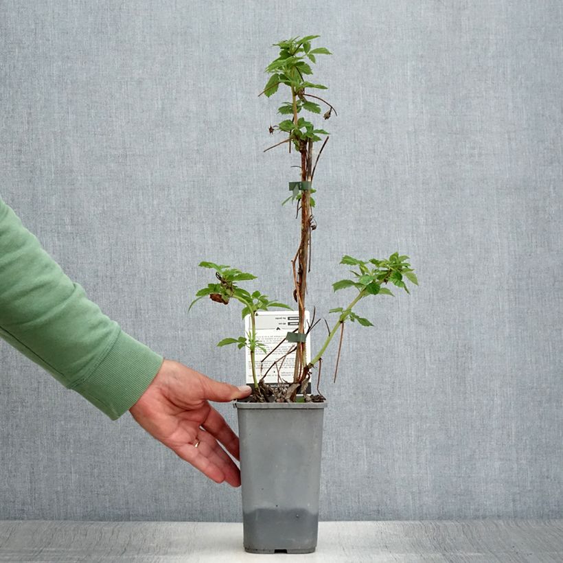 Spécimen de Framboisier Primeberry Autumn Happy - Rubus idaeus  Pot de 1,5L/2L tel que livré en été
