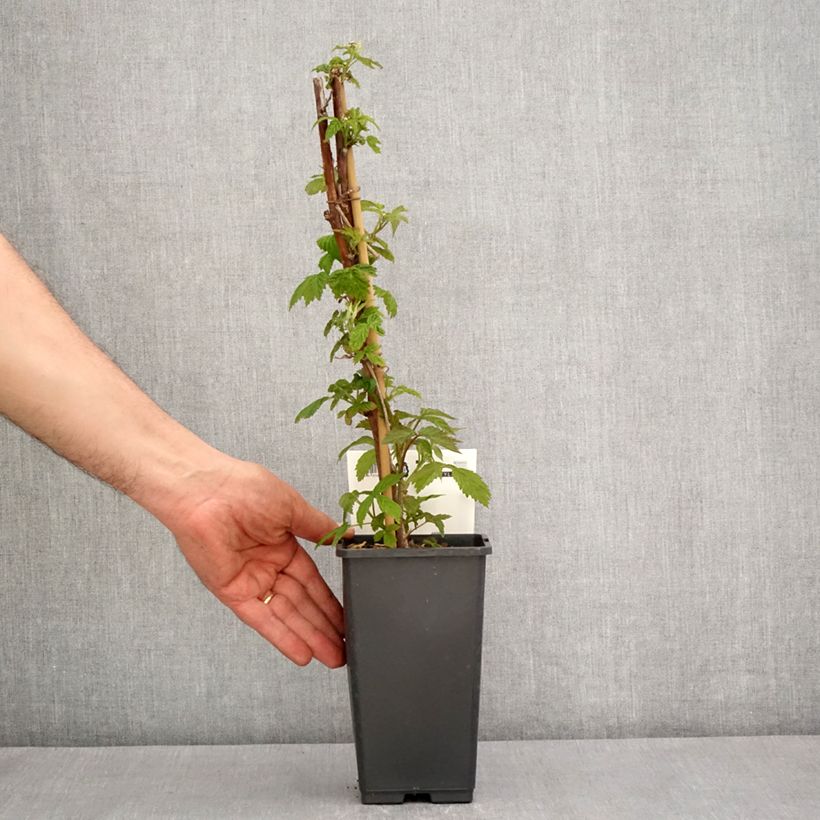 Spécimen de Framboisier Primeberry Autumn Happy - Rubus idaeus  Pot de 1,5L/2LHauteur livrée env. 20/30cm tel que livré au printemps