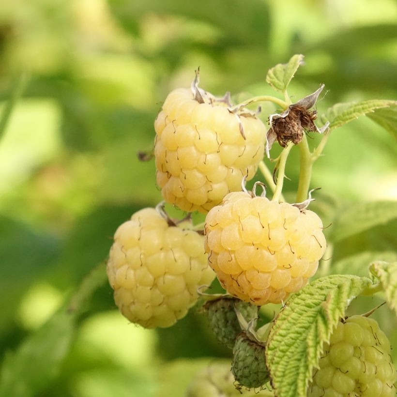 Framboisier Primeberry Autumn Sun - Rubus idaeus (Récolte)