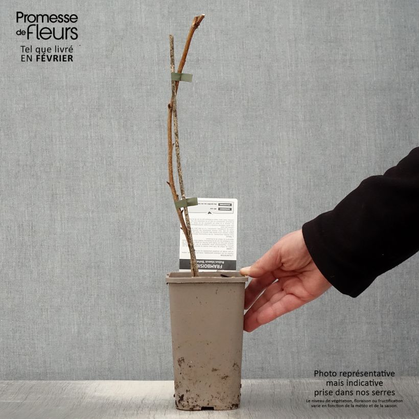 Spécimen de Framboisier remontant Bohème Pot de 1,5L/2L, Touffe tel que livré en hiver