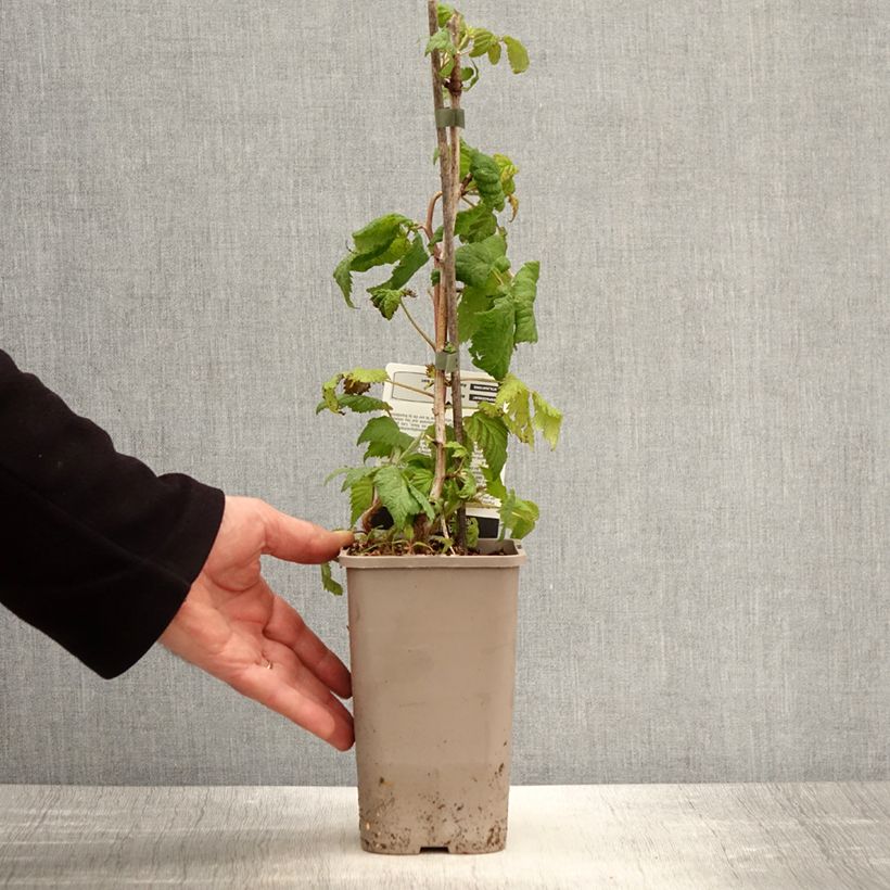 Spécimen de Framboisier remontant Bohème - Pot de 1,5L/2L tel que livré au printemps