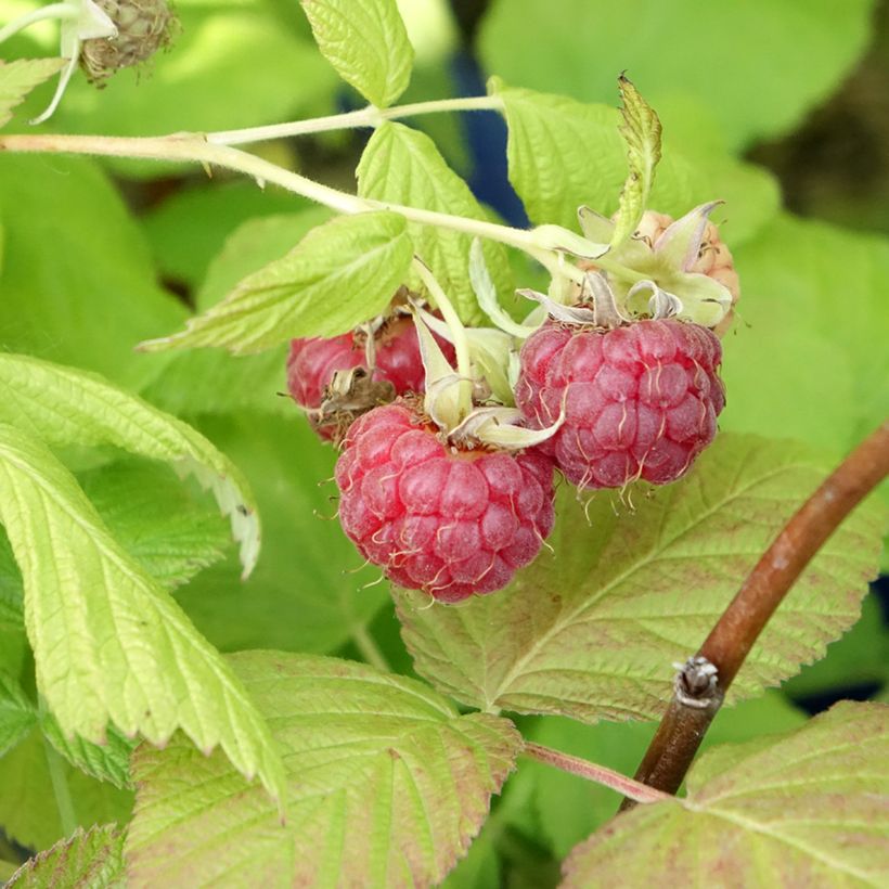 Framboisier remontant Frambélise - Rubus idaeus (Récolte)