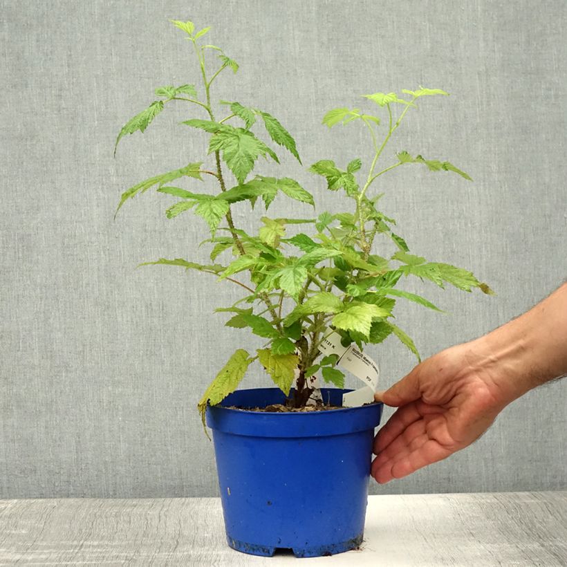 Spécimen de Framboisier remontant Frambélise - Rubus idaeus Pot de 2L/3L, Touffe tel que livré en été