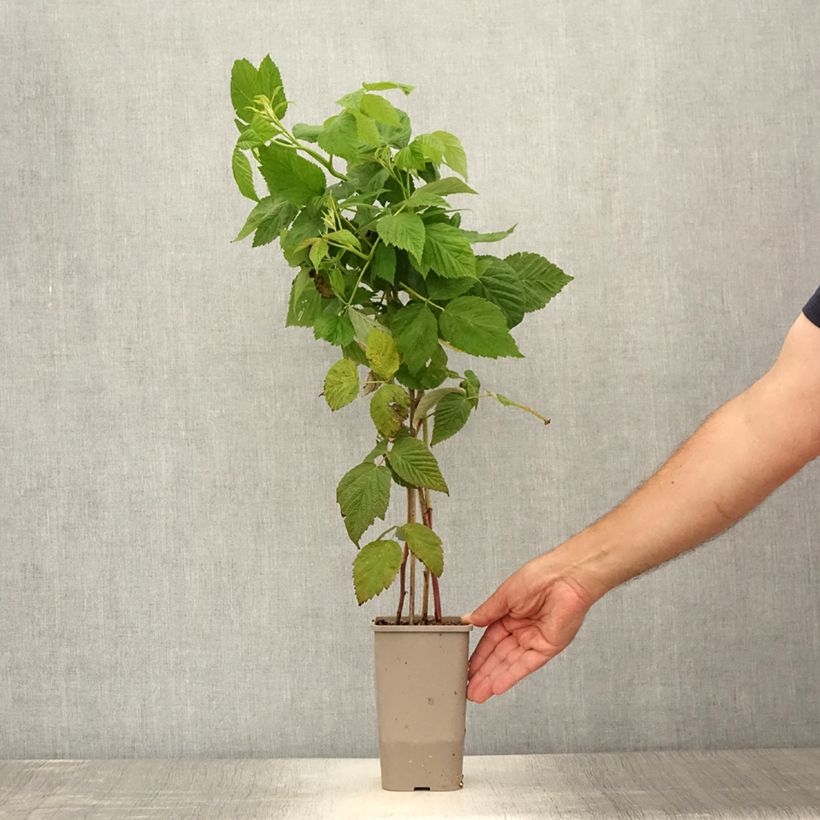 Spécimen de Framboisier Primeberry Autumn Chef - Rubus idaeus  Pot de 1,5L/2L, Touffe tel que livré en été