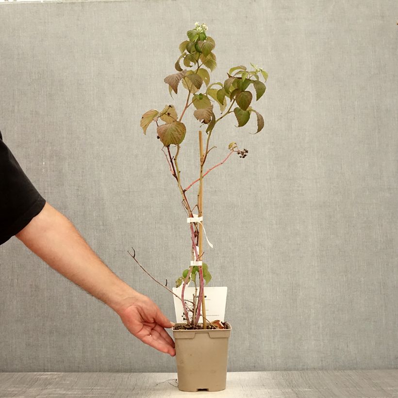 Spécimen de Framboisier remontant Sanibelle - Rubus idaeus Pot de 1L/1,5L tel que livré en été