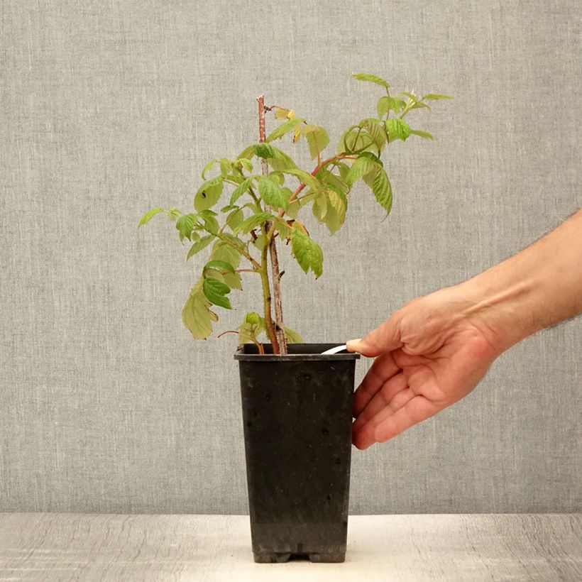 Spécimen de Framboisier remontant Scepter - Rubus idaeus Pot de 1L/1,5L tel que livré en été