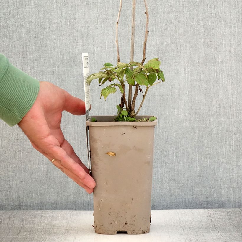 Spécimen de Framboisier Schlaraffia Plentiful (remontant) Pot de 1,5L/2L, Touffe tel que livré en été