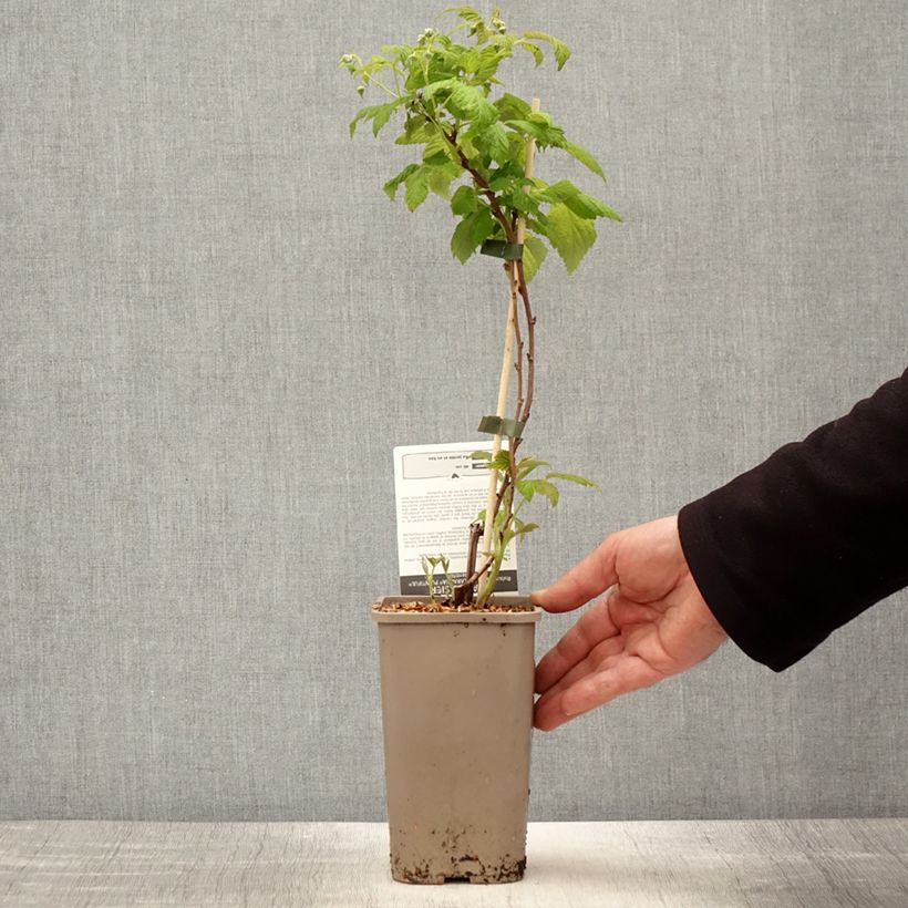 Spécimen de Framboisier Schlaraffia Plentiful (remontant) Pot de 1,5L/2L, TouffeHauteur livrée env. 20/30cm tel que livré au printemps