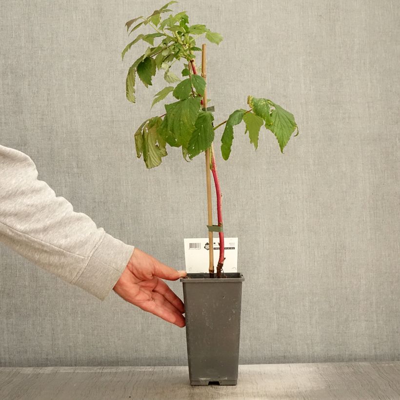 Spécimen de Framboisier remontant Malling Passion - Rubus idaeus (remontant) Pot de 2L/3L tel que livré en automne