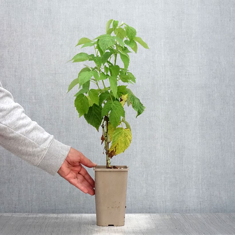 Spécimen de Framboisier Schlaraffia Golddigger - Rubus idaeus Pot de 1,5L/2L, Touffe tel que livré en été