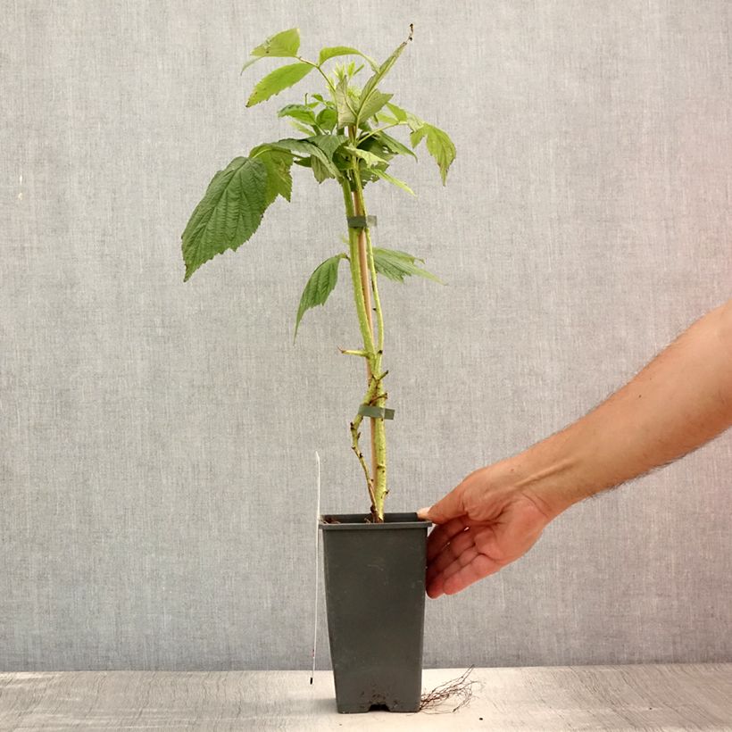 Spécimen de Framboisier Willamette (non remontant) Pot de 1,5L/2L, Buisson tel que livré en été
