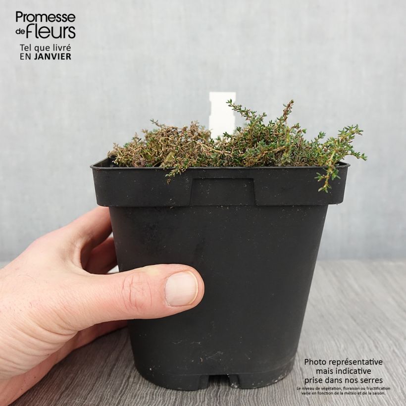 Spécimen de Frankenia laevis - Bruyère marine Pot de 2L/3L tel que livré en hiver