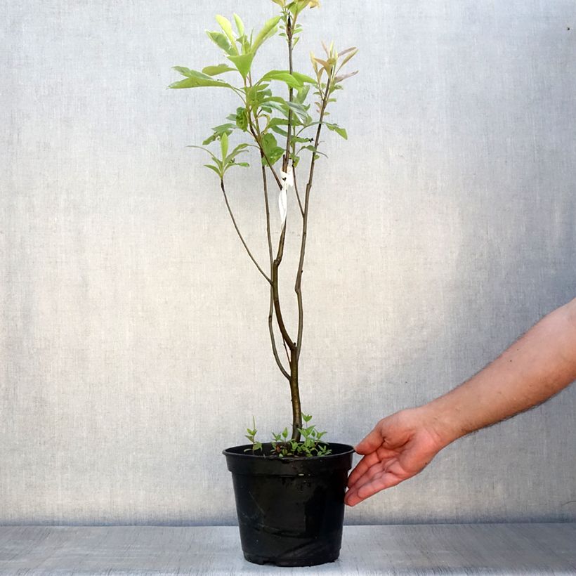 Spécimen de Franklinia alatamaha - Arbre de Franklin Pot de 4L/5L tel que livré en été