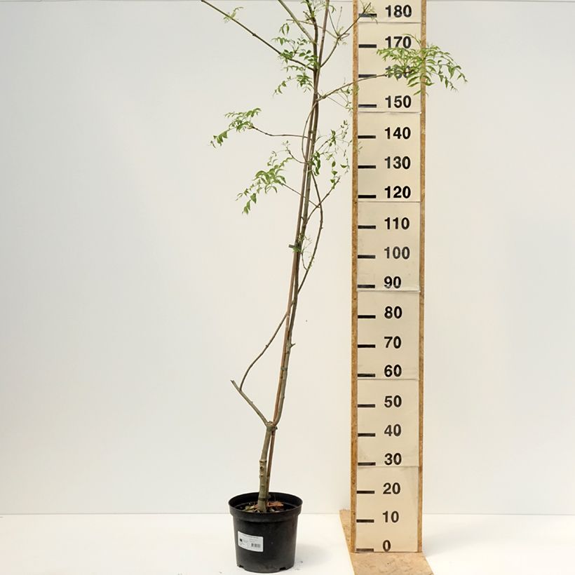 Spécimen de Fraxinus excelsior Aarsee - Frêne à feuilles réduites Pot de 7,5L/10L tel que livré au printemps
