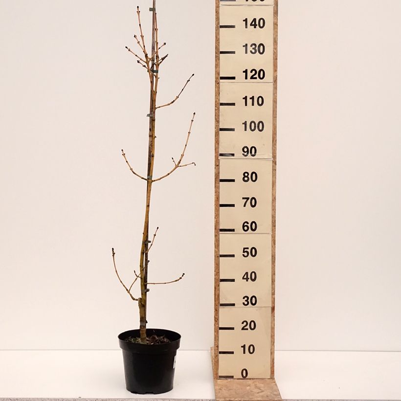 Spécimen de Fraxinus excelsior Allgold - Frêne commun - Pot de 7,5L/10L tel que livré en hiver