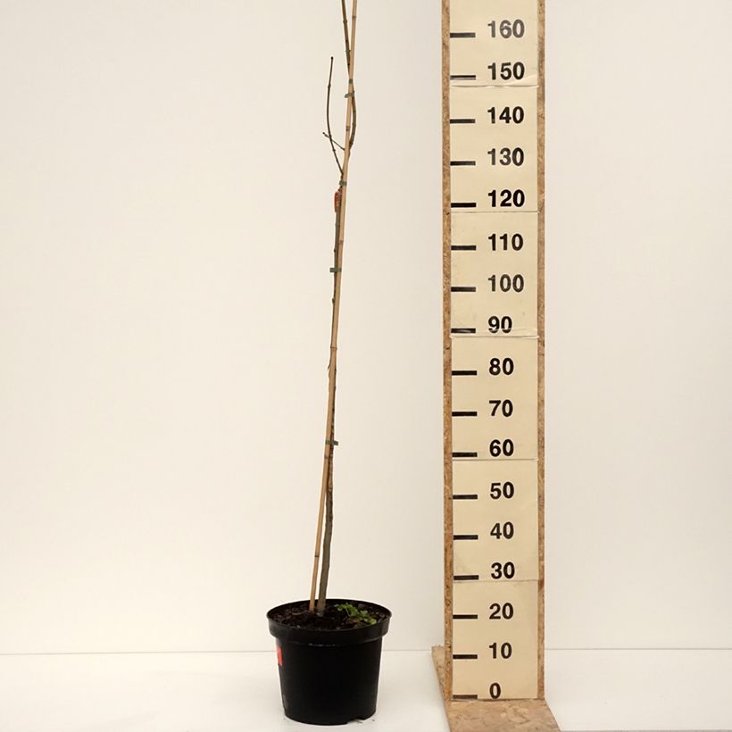 Spécimen de Fraxinus excelsior Foliis Aureis - Frêne commun doré - Pot de 12L/15L tel que livré en hiver