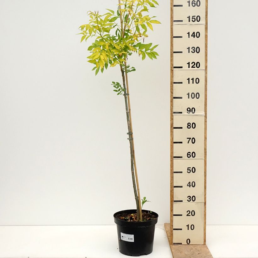 Spécimen de Fraxinus excelsior Foliis Aureis - Frêne commun doré Pot de 12L/15L, Tige tel que livré au printemps