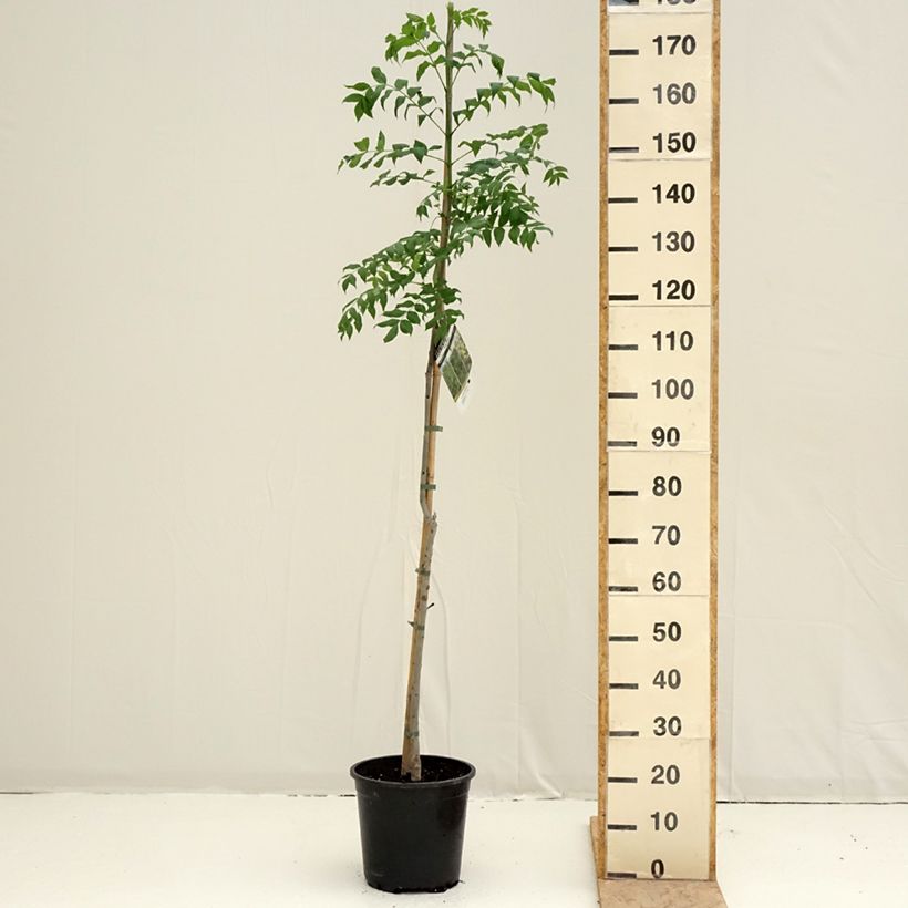 Spécimen de Fraxinus excelsior - Frêne commun Pot de 7,5L/10L tel que livré au printemps
