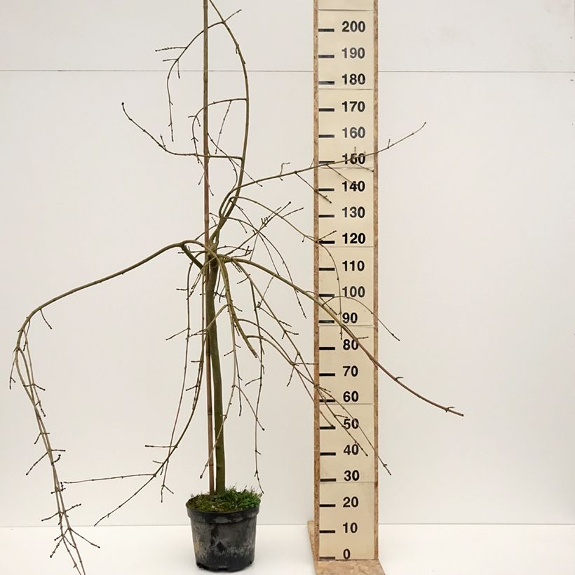 Spécimen de Fraxinus excelsior Heterophylla Pendula - Frêne pleureur - Pot de 7,5L/10L tel que livré en hiver