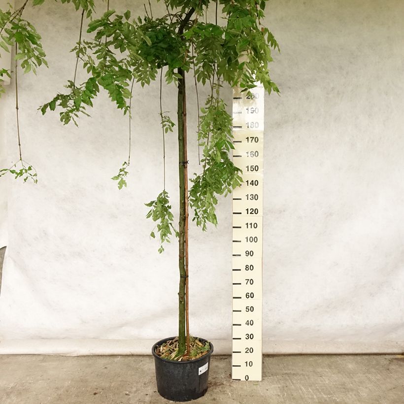 Spécimen de Fraxinus excelsior Pendula - Frêne pleureur Pot de 30L/35L tel que livré en été