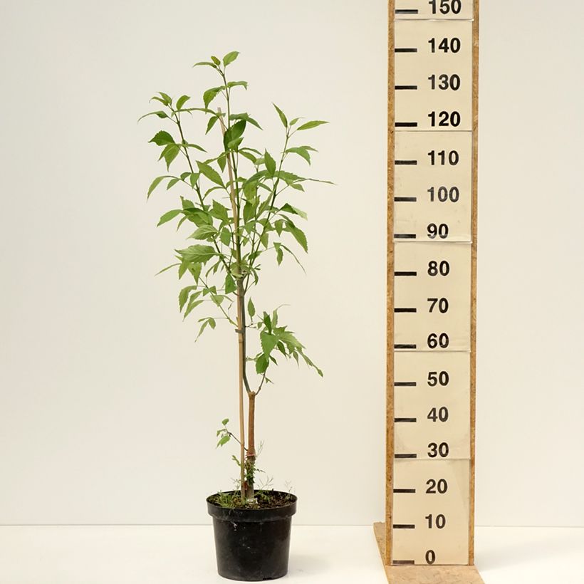 Spécimen de Fraxinus excelsior Zygmunt Krasiński - Frêne commun Pot de 7,5L/10L tel que livré au printemps