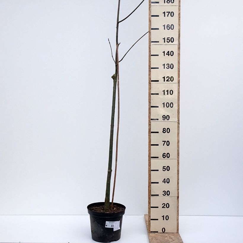 Spécimen de Fraxinus pennsylvanica Argenteomarginata - Frêne de Pennsylvanie panaché - Pot de 7,5L/10L tel que livré en hiver
